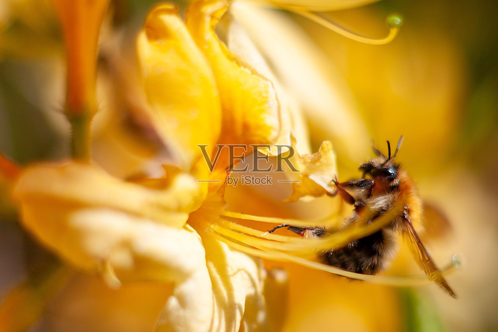 蜜蜂在黄色花朵上采集花粉照片摄影图片