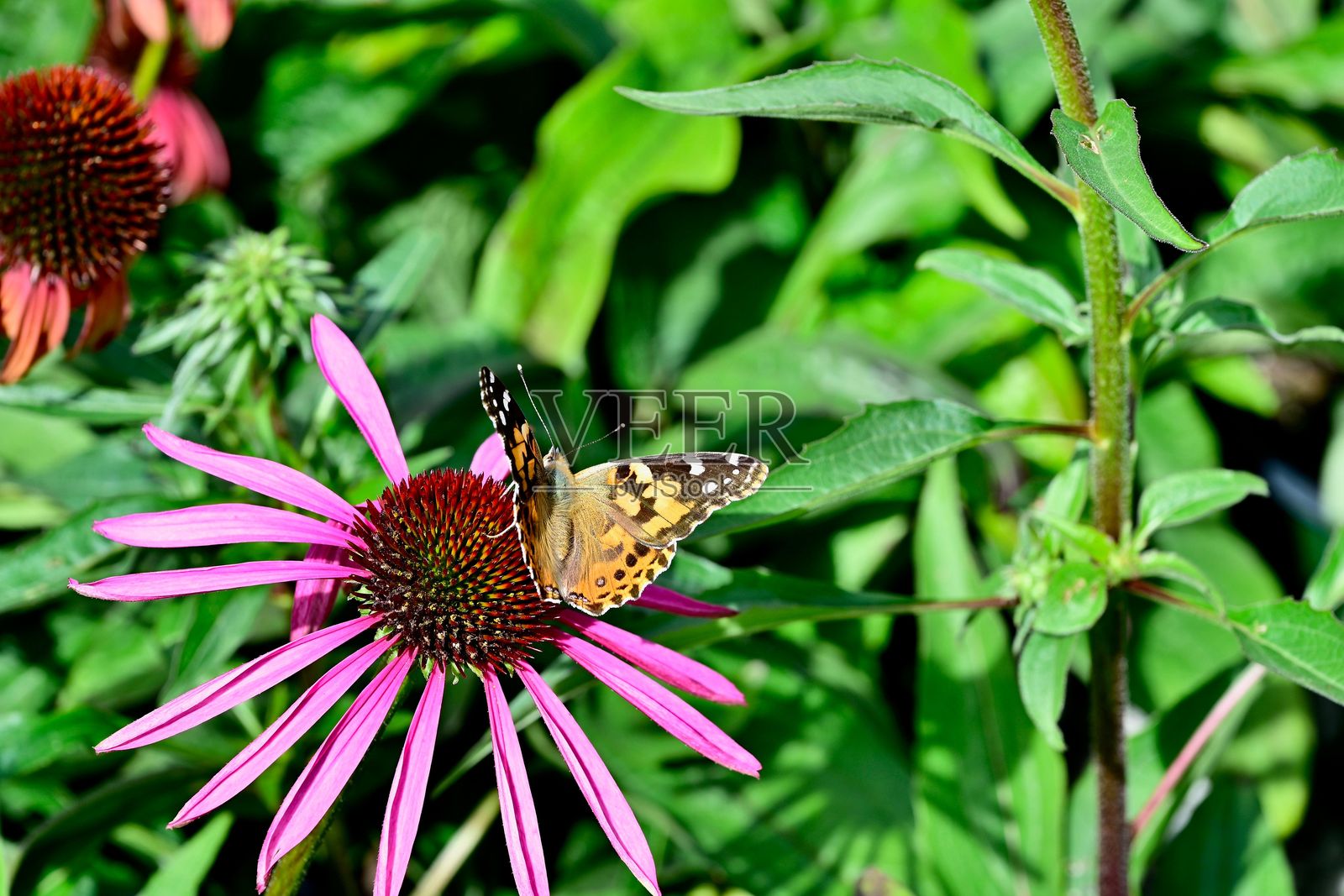花园中的粉色锥花上的蝴蝶照片摄影图片