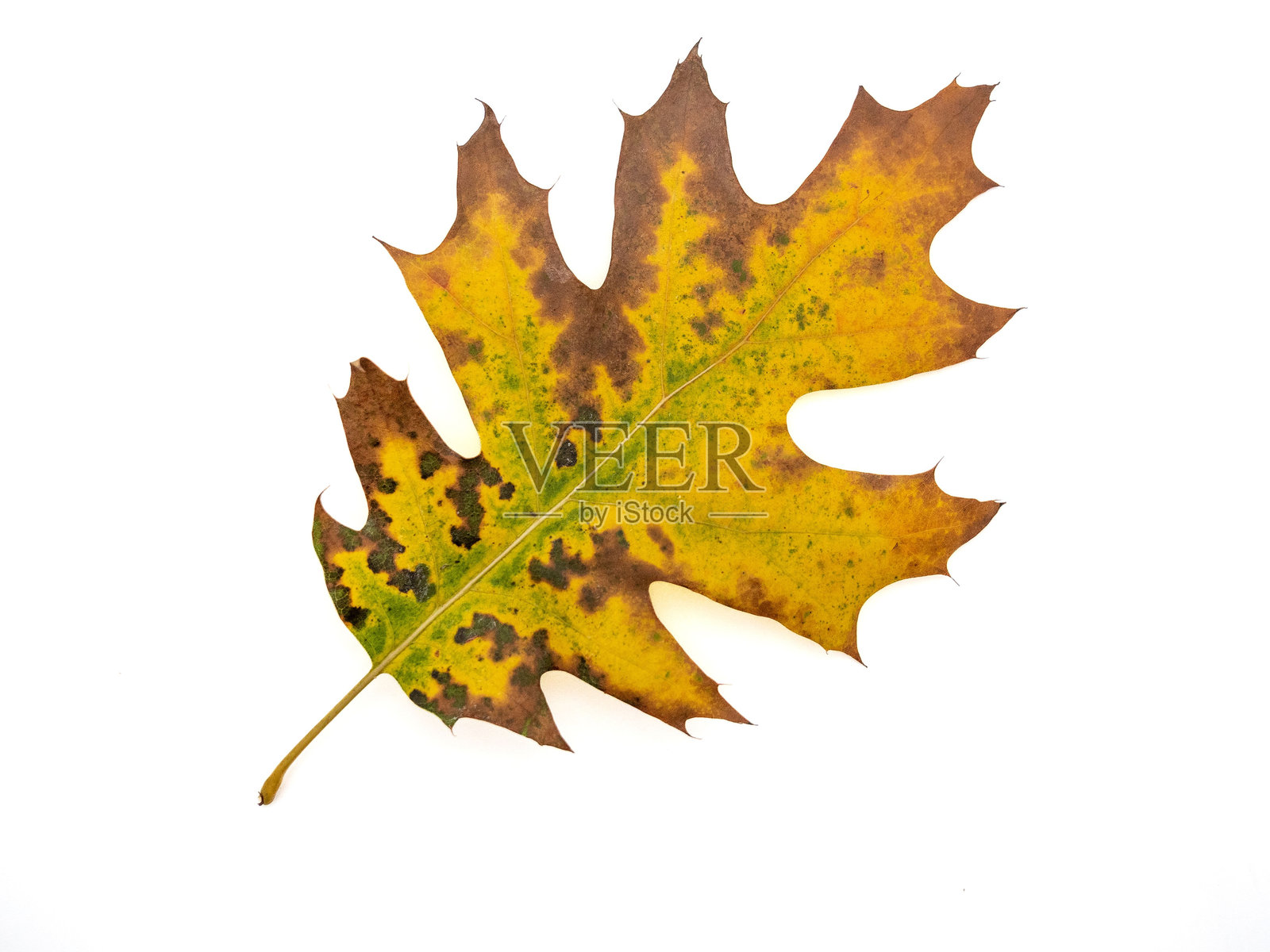 一片单独的秋天叶子特写，呈现出鲜艳的黄色和棕色，背景为白色。照片摄影图片