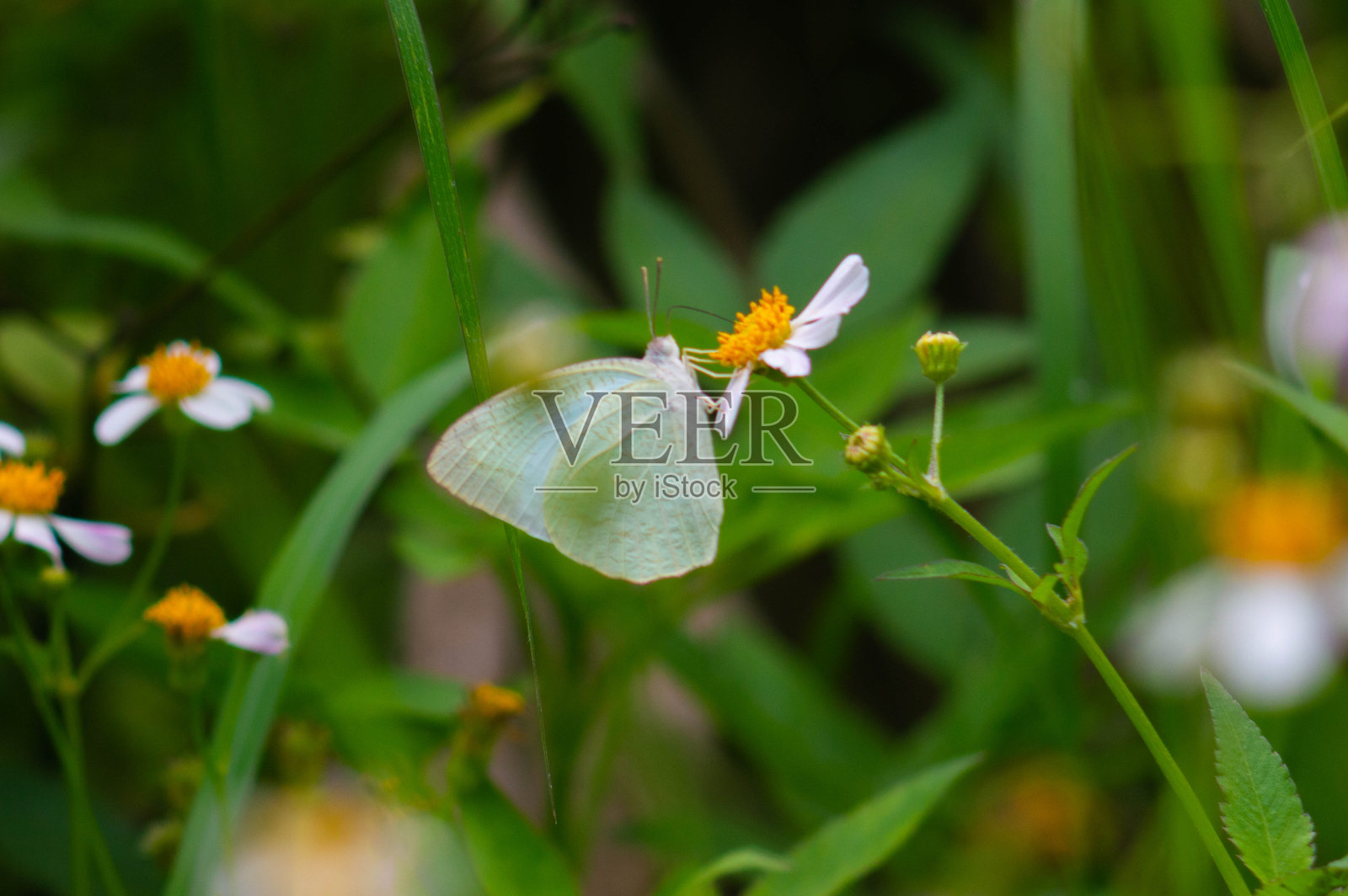 特写镜头：一只浅绿色的蝴蝶栖息在白色的巴登阿尔巴花上照片摄影图片