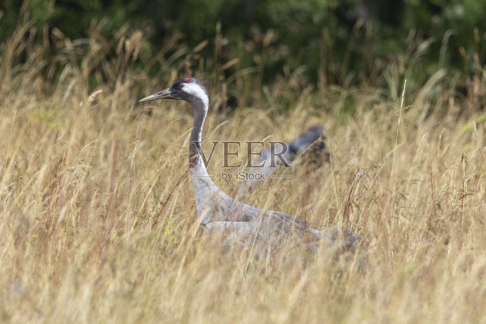 草地上的鹤照片摄影图片