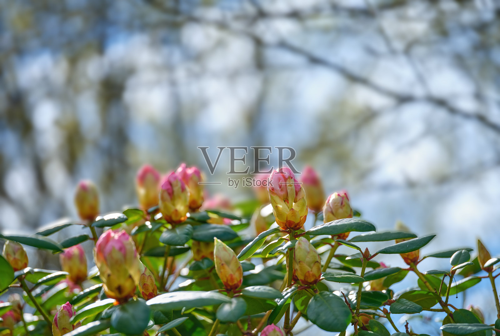 我花园里的杜鹃花照片摄影图片