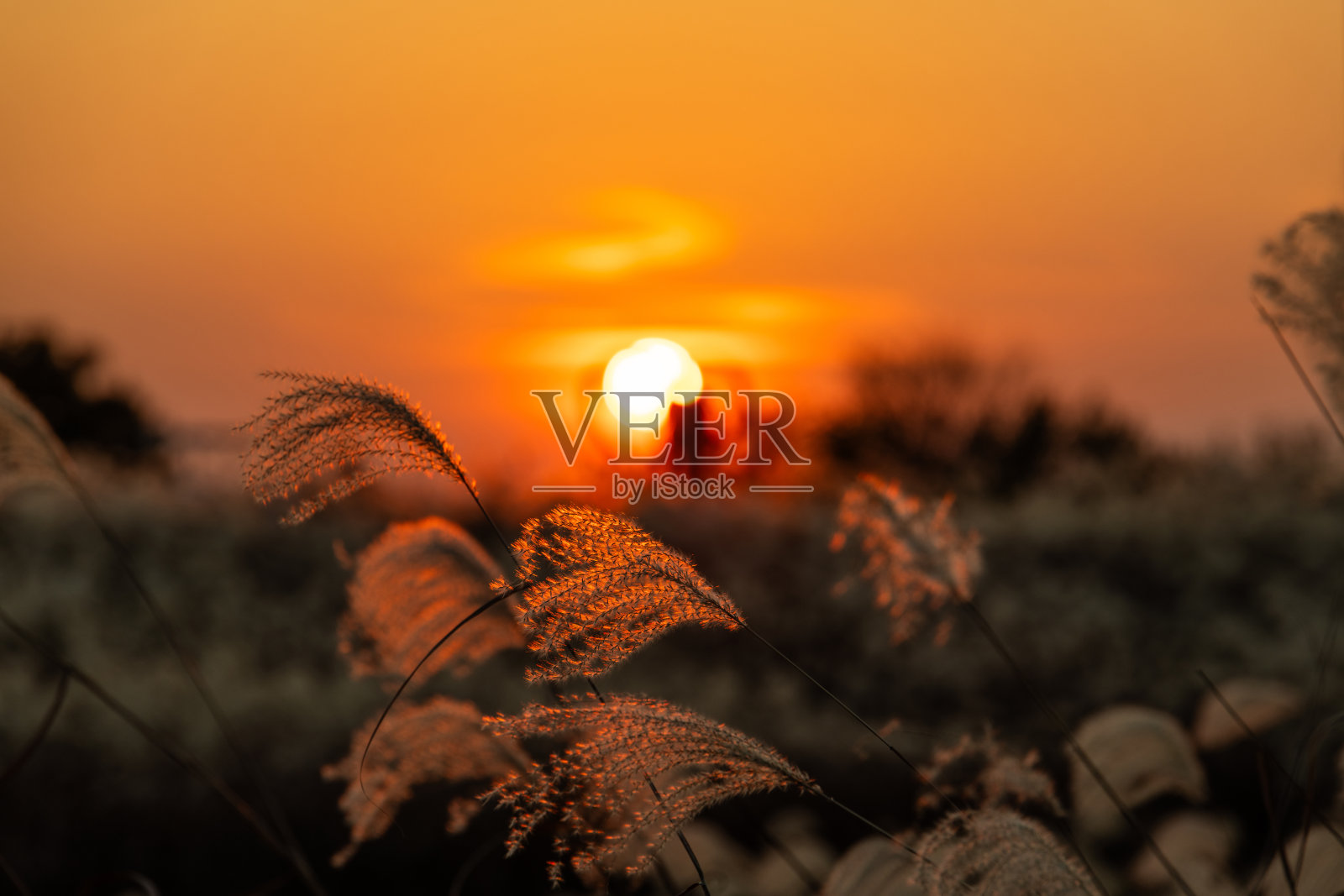 心形拍照区和日落时分的游客与银色芒草照片摄影图片