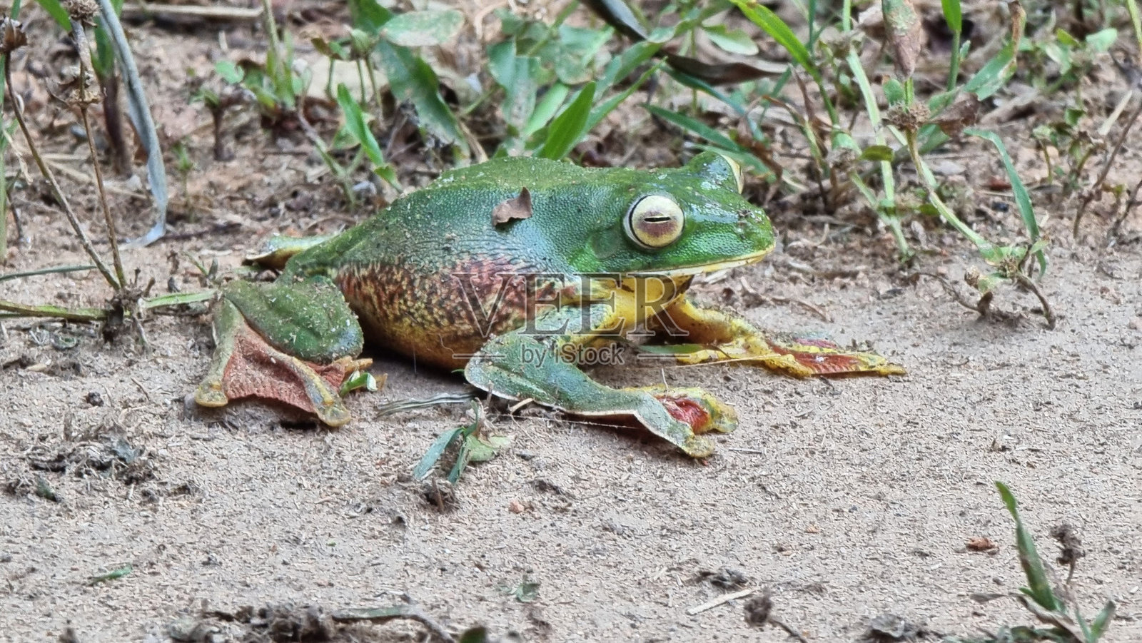 鲜艳的绿色青蛙在沙地上照片摄影图片