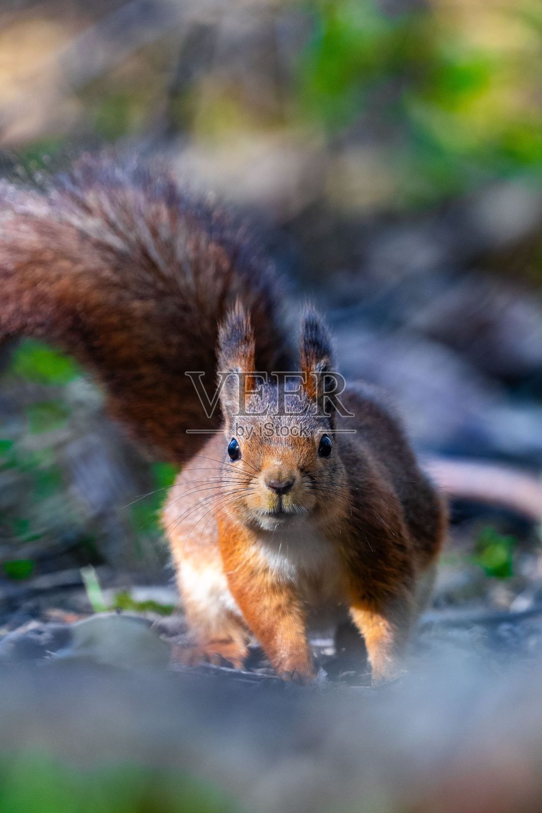 松鼠在瑞典的森林中探索，享受找到的食物。照片摄影图片