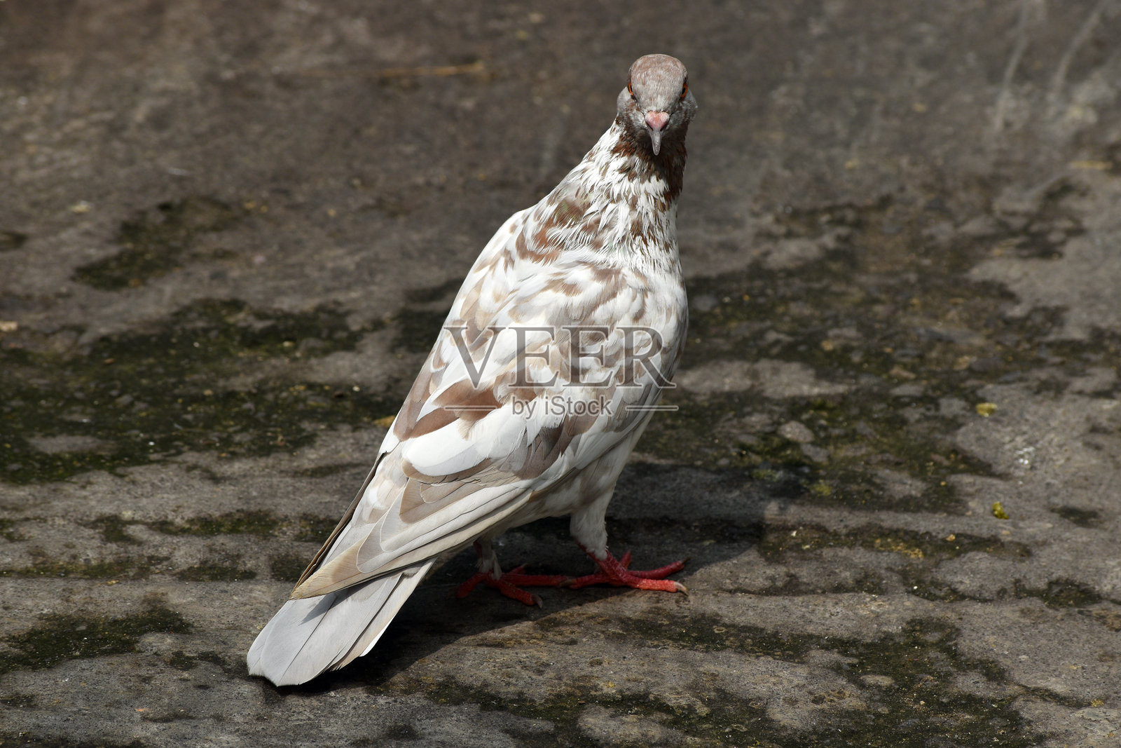 一只鸽子站在地上照片摄影图片