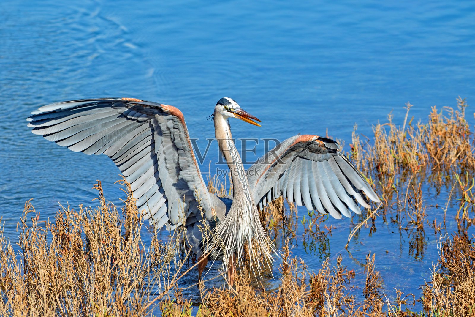 大蓝鹭照片摄影图片