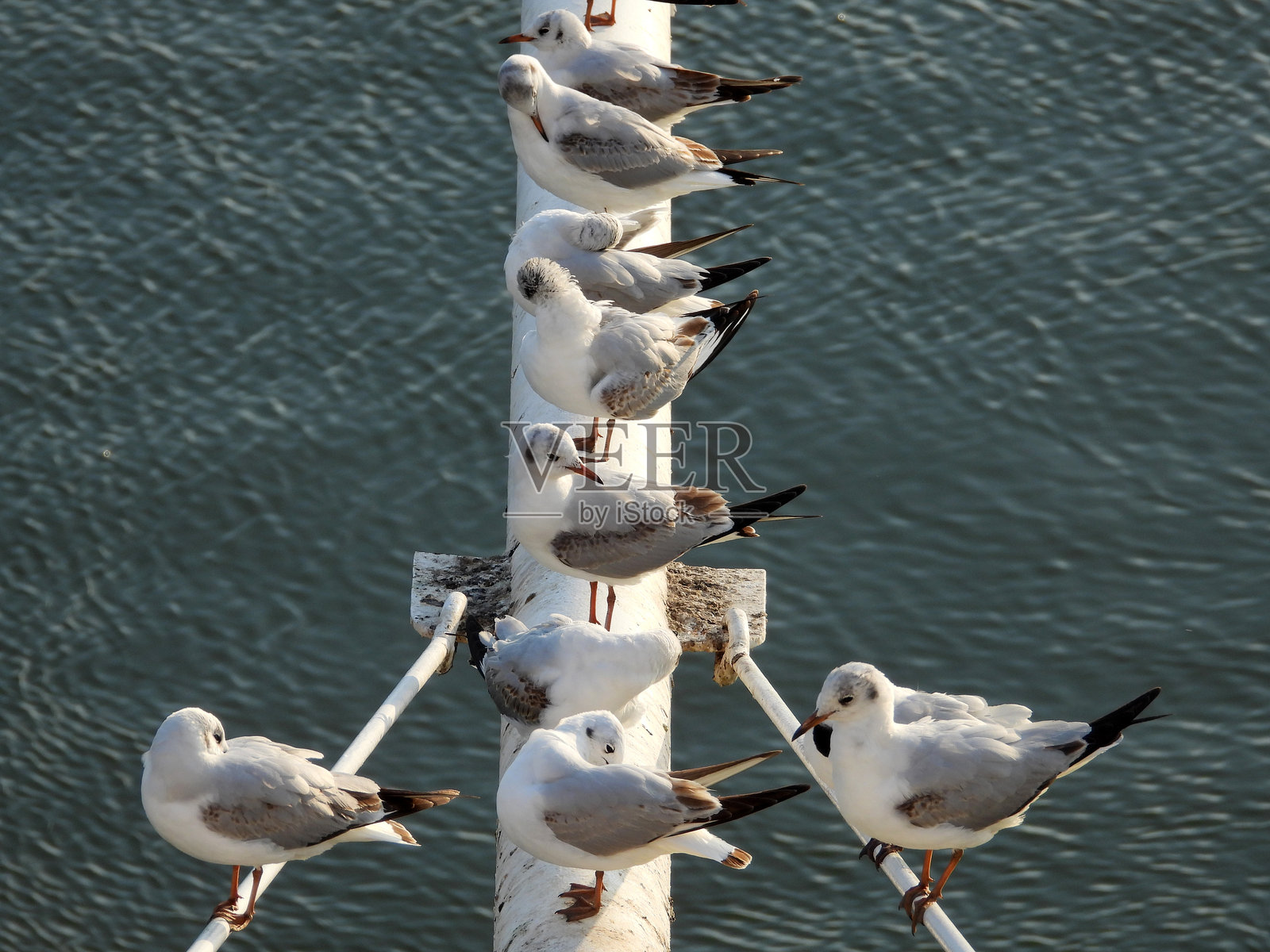 多瑙河畔的诺维萨德，海鸥在河边栖息和飞翔照片摄影图片