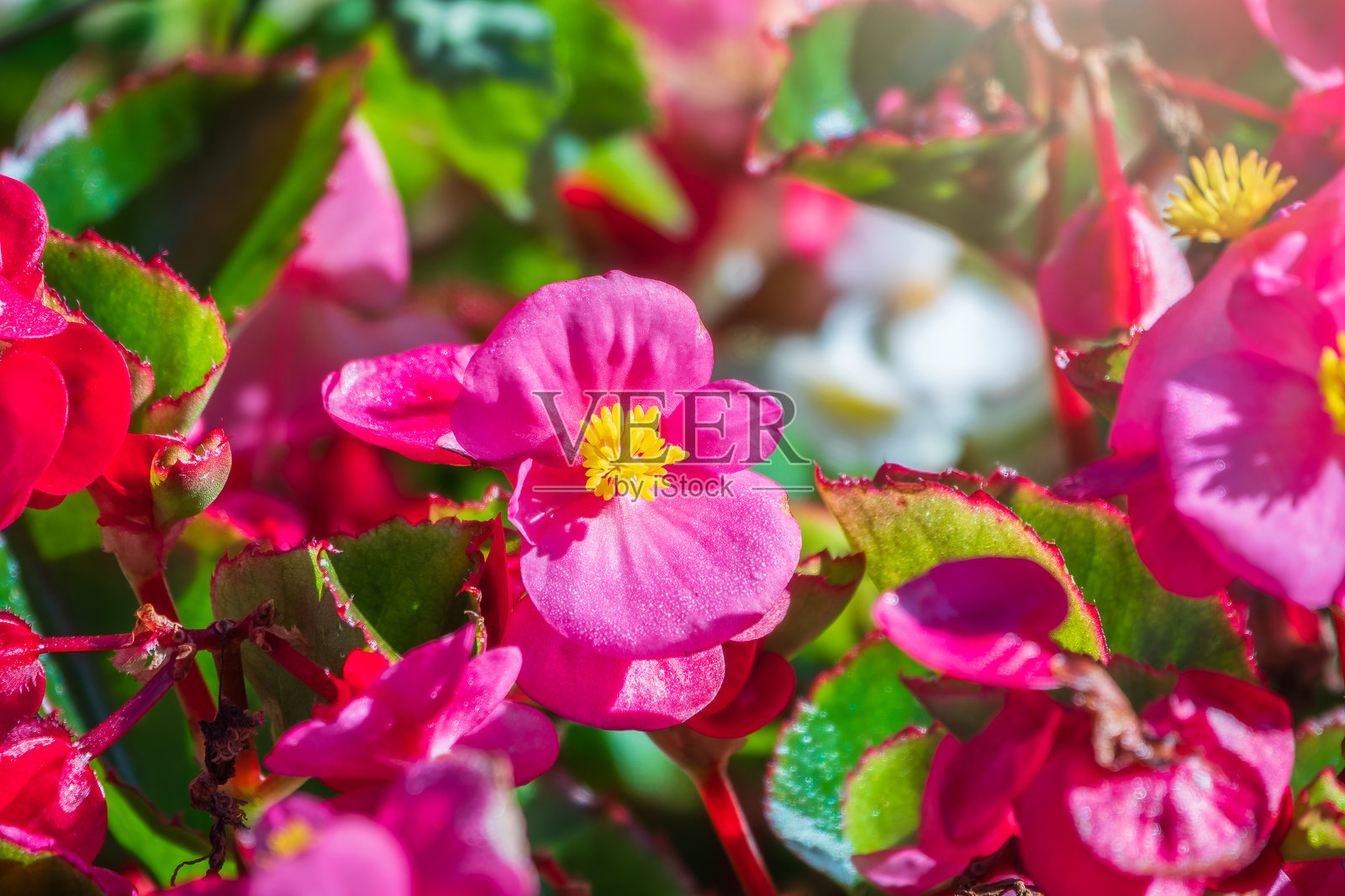 红色秋海棠花。秋海棠在春季盛开，花朵非常娇嫩。照片摄影图片