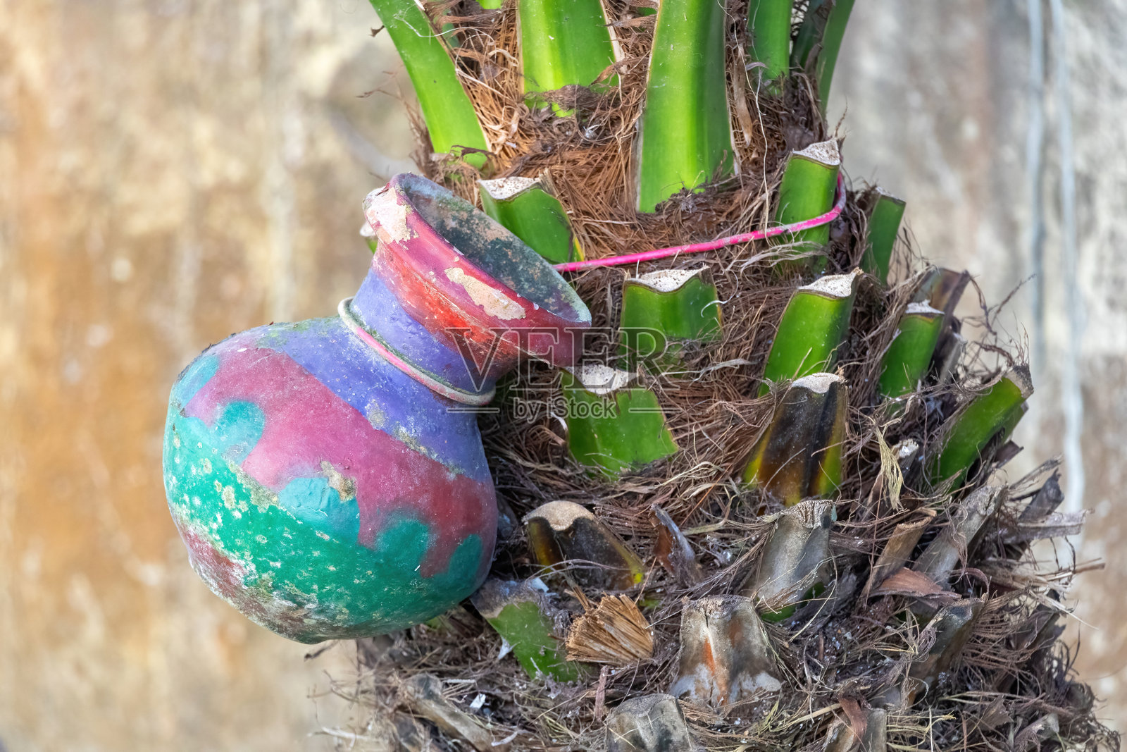 一个挂在枣椰树上的陶土水壶。这种传统方法在孟加拉国的冬季用于收集枣椰树的树液。照片摄影图片