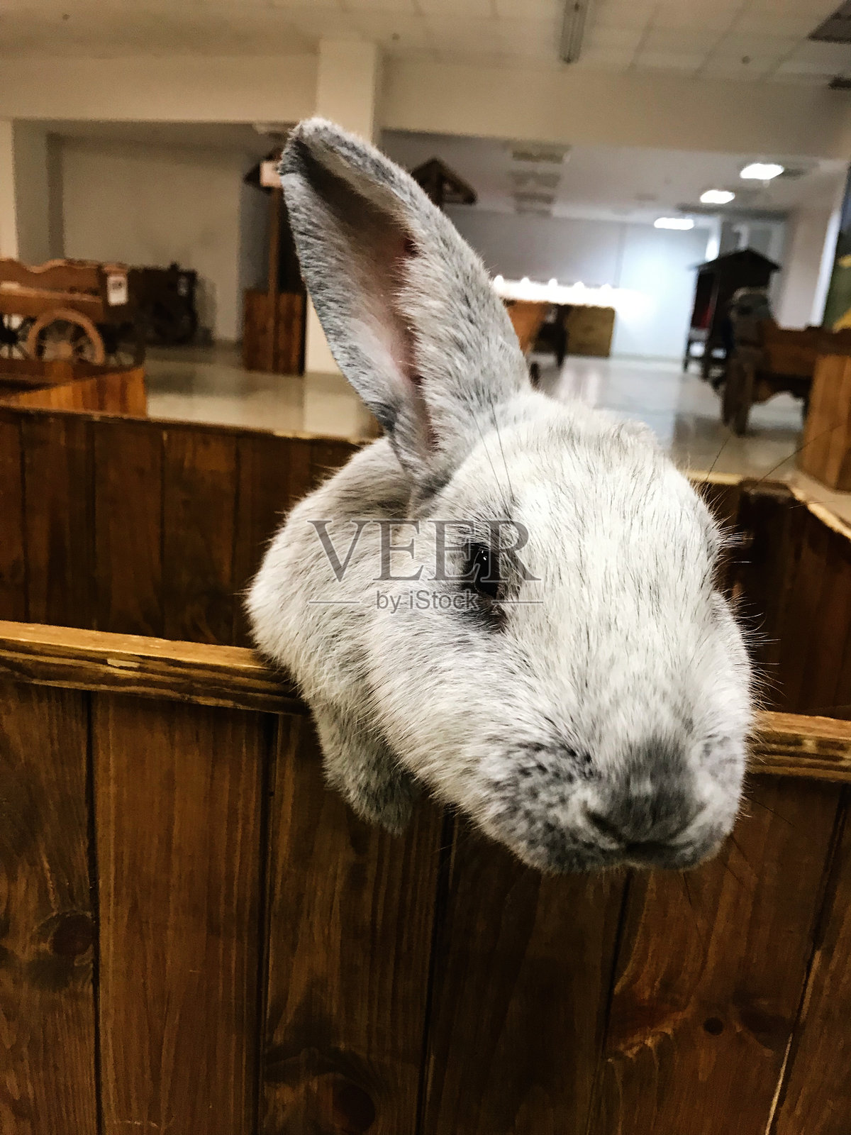 好奇的兔子在室内环境中探头看过木栅栏照片摄影图片