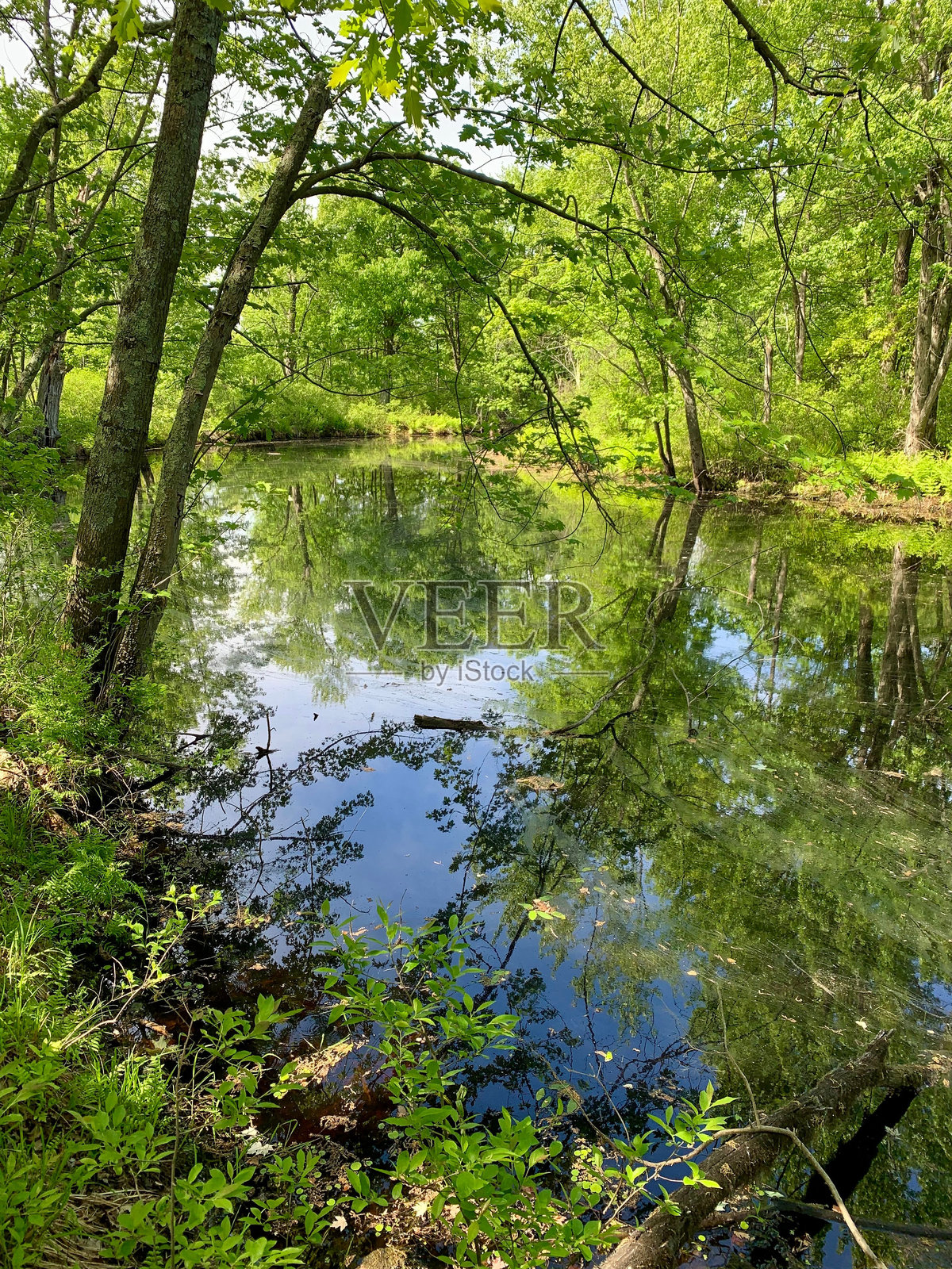 宁静的森林场景，郁郁葱葱的树木倒映在平静的池塘中。马夸姆溪小径，斯旺顿照片摄影图片