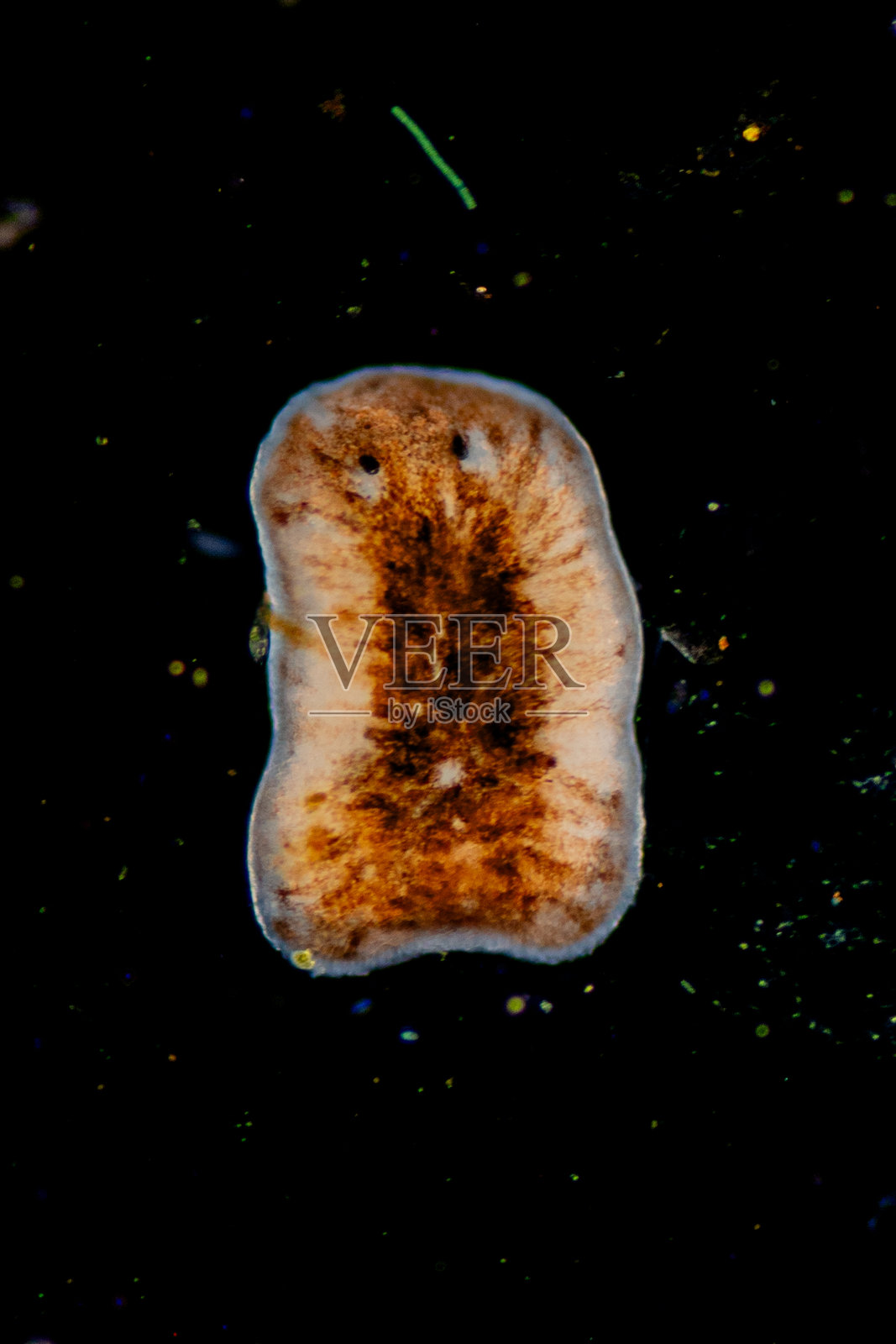 显微镜下的涡虫寄生虫（扁虫）。照片摄影图片