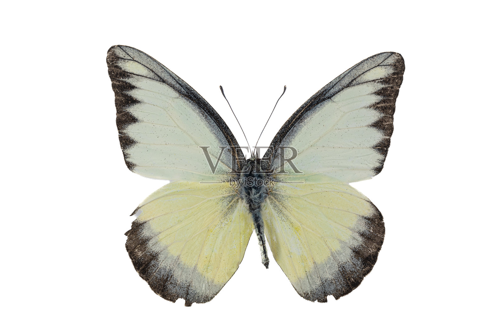 泰国的蝴蝶标本，用于生物实验室研究。照片摄影图片