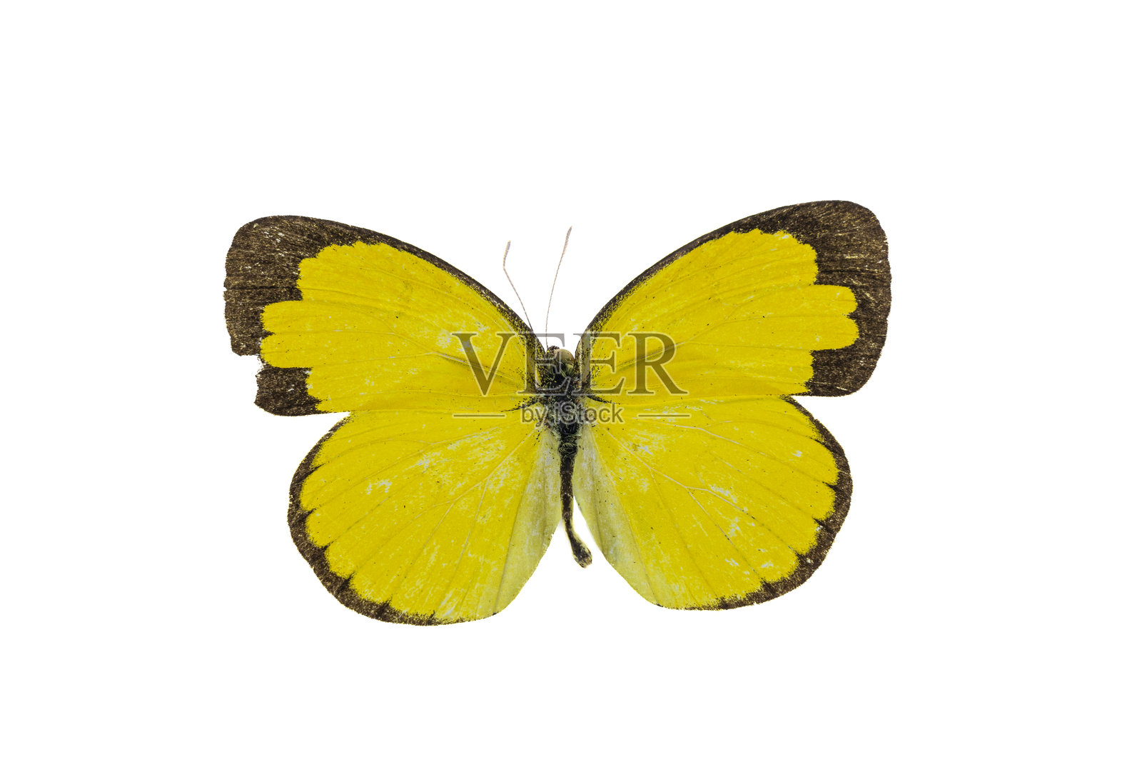 泰国的蝴蝶标本，用于生物实验室研究。照片摄影图片