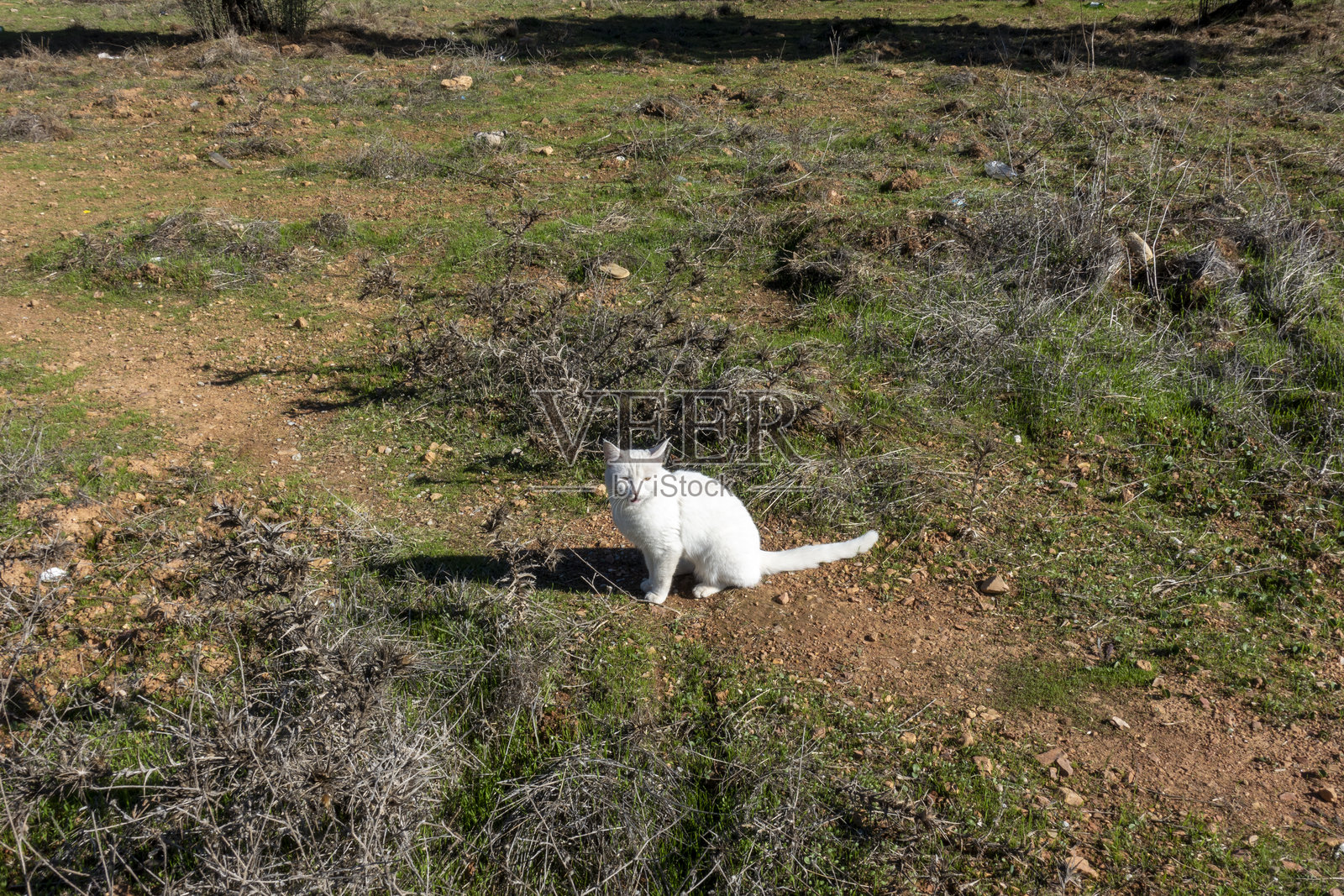 白猫照片摄影图片