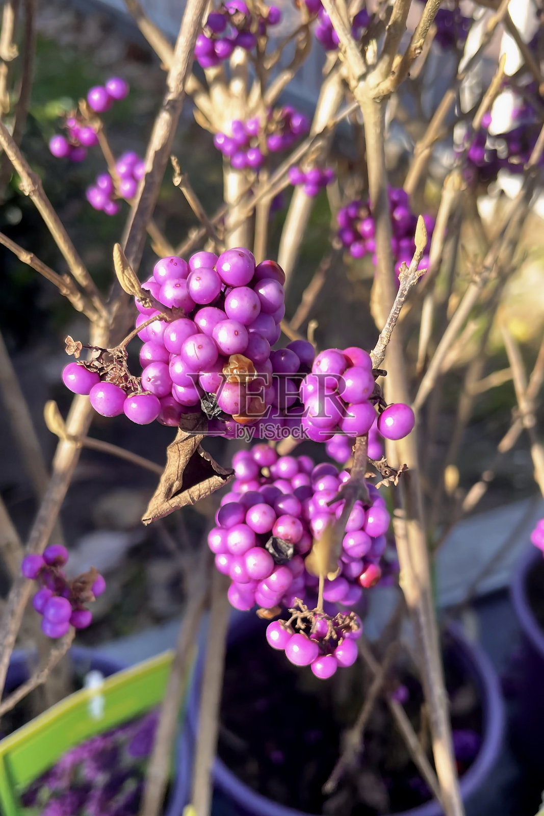 花园中生机勃勃的紫色美丽浆果。照片摄影图片