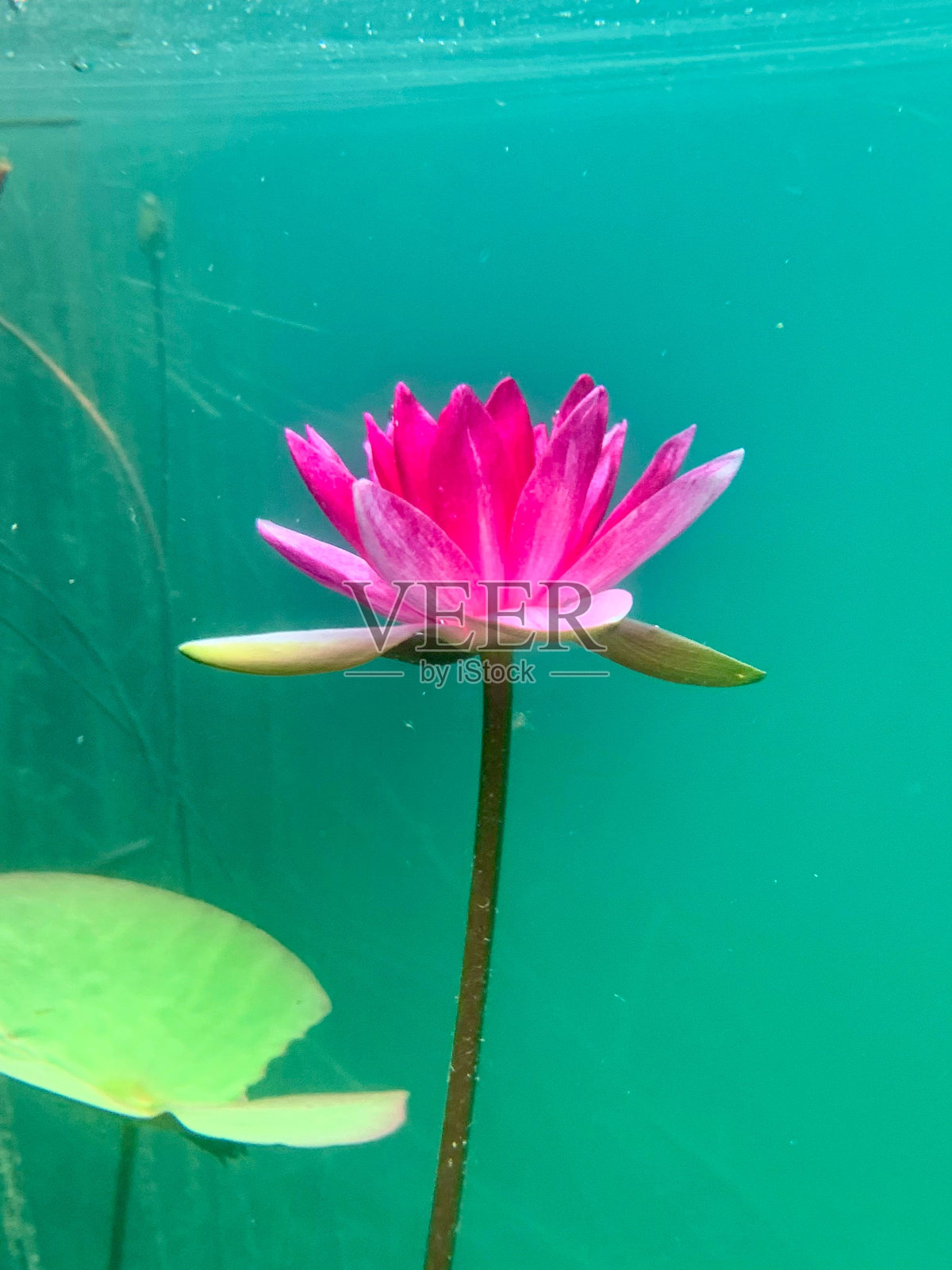在宁静的池塘中，鲜艳的粉色睡莲盛开，背景为青绿色。照片摄影图片