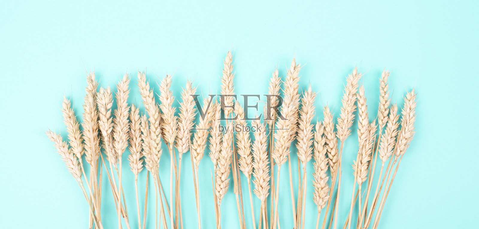 小麦穗，麸质不耐受，乳糜泻或谷物过敏，夏季收获，食品农业，农场，蓝色背景照片摄影图片