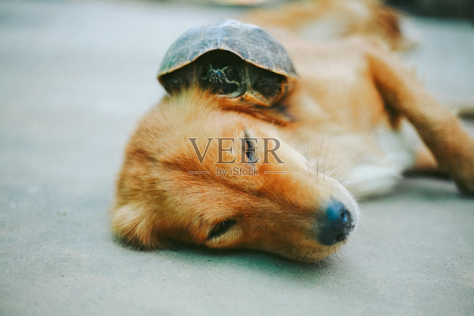 可爱的海龟照片摄影图片