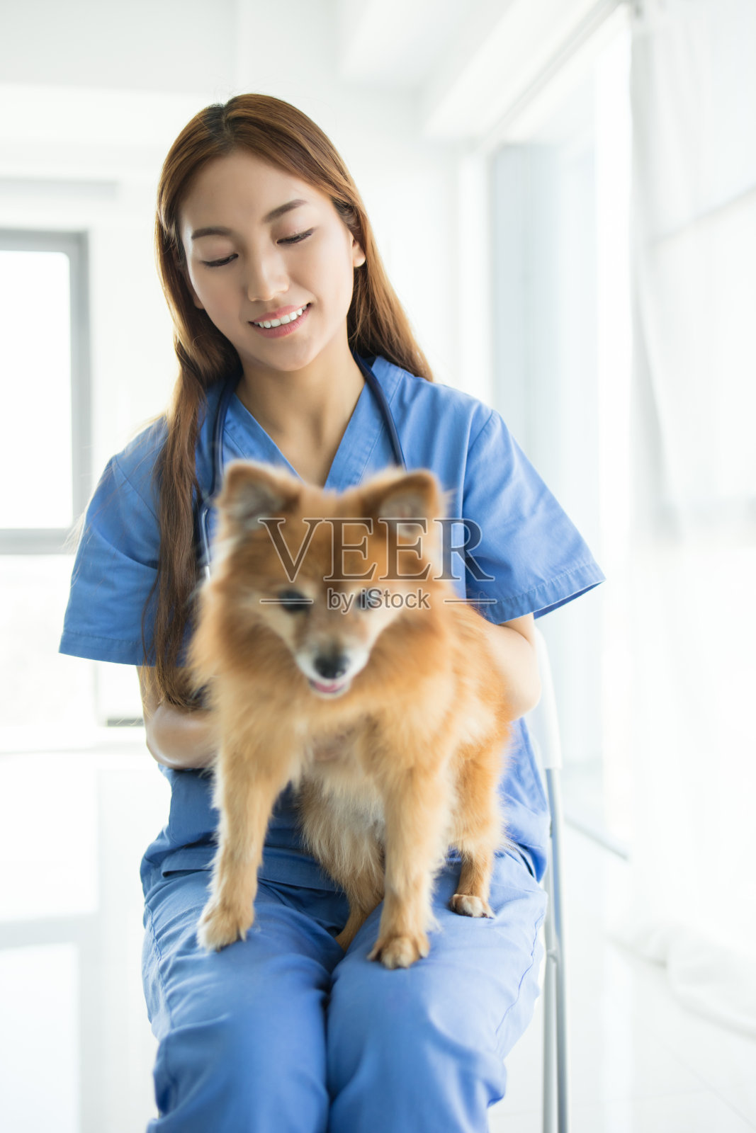 亚洲兽医正在检查一只博美犬照片摄影图片