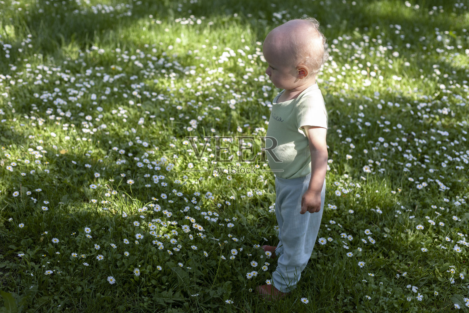 小金发男婴站在公园的草地和小白花中照片摄影图片