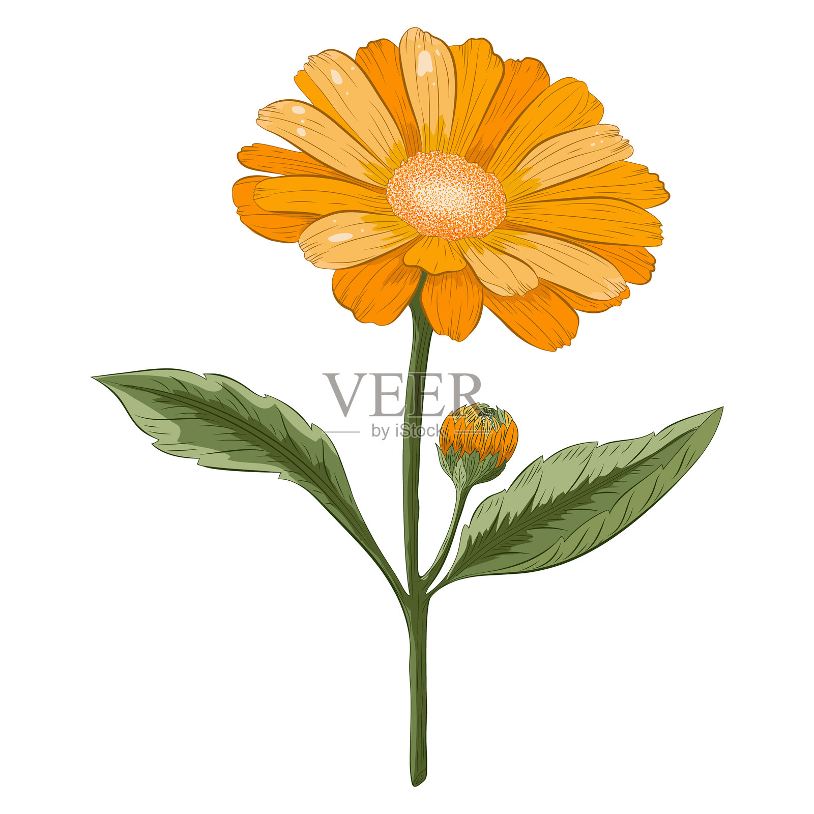 金盏菊植物彩色详细矢量插图插画图片素材