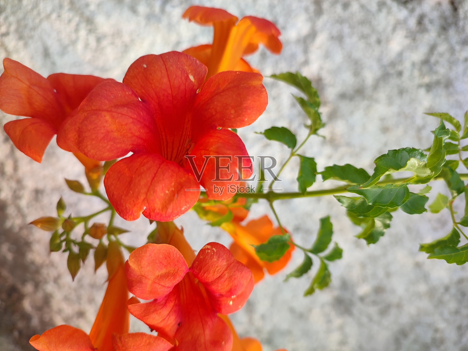 鲜艳的橙色喇叭花盛开照片摄影图片