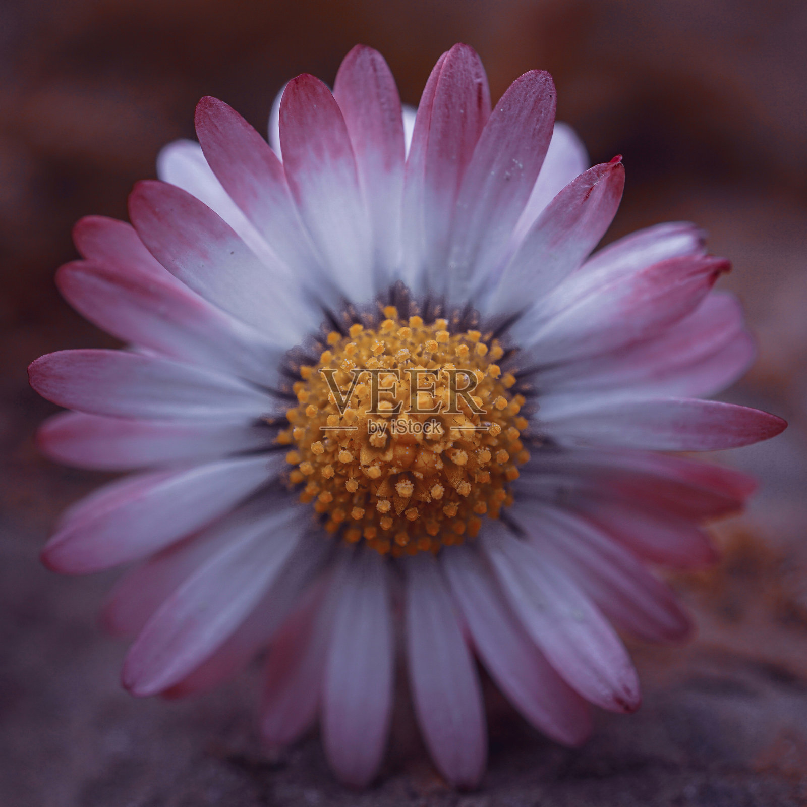 春天花园里美丽的雏菊花照片摄影图片