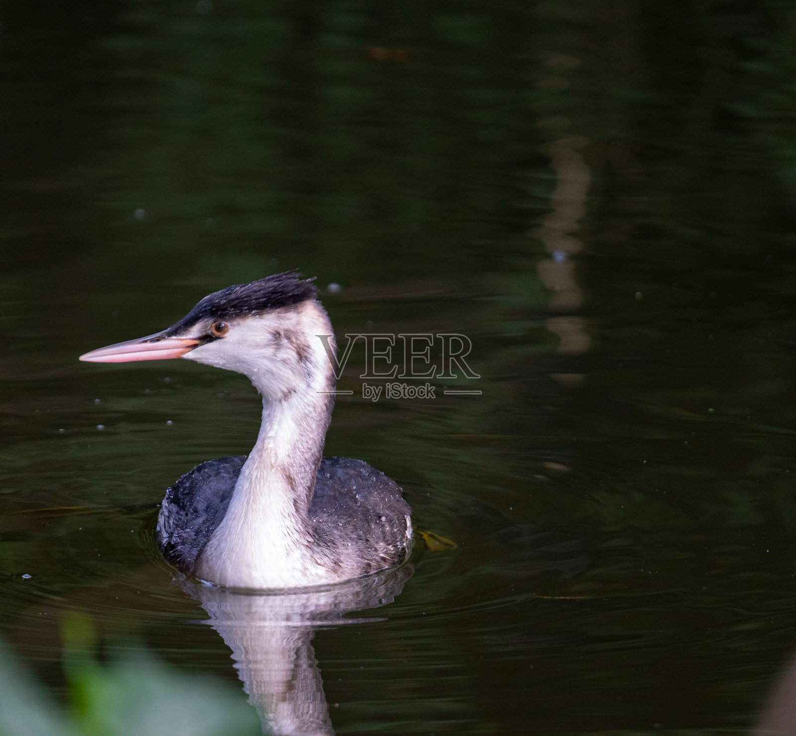 鸊鷉在池塘中游泳照片摄影图片