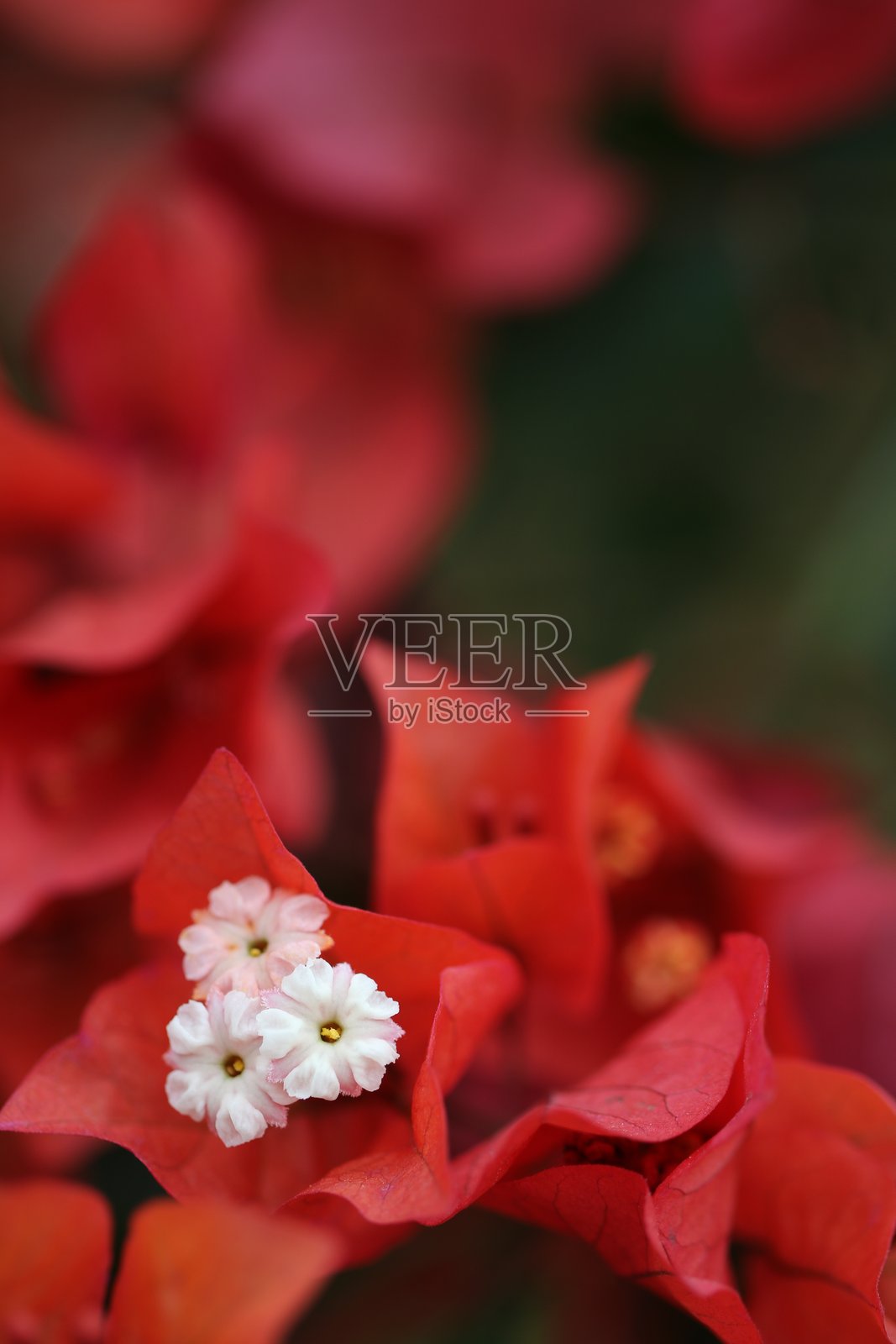 花卉特征，三角梅，显著，玫瑰照片摄影图片