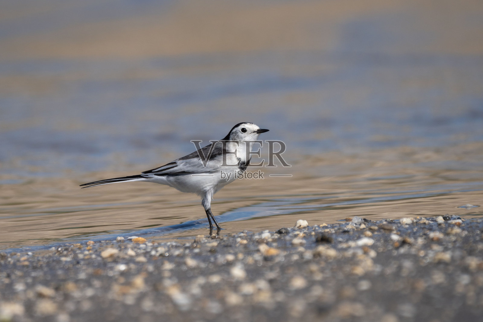 水边的白鹡鸰鸟照片摄影图片