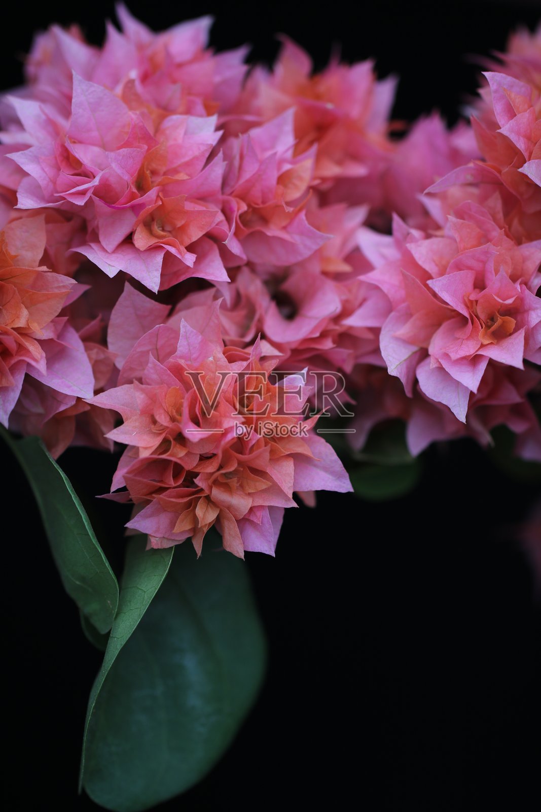 花卉特写，三角梅，显著，玫瑰照片摄影图片