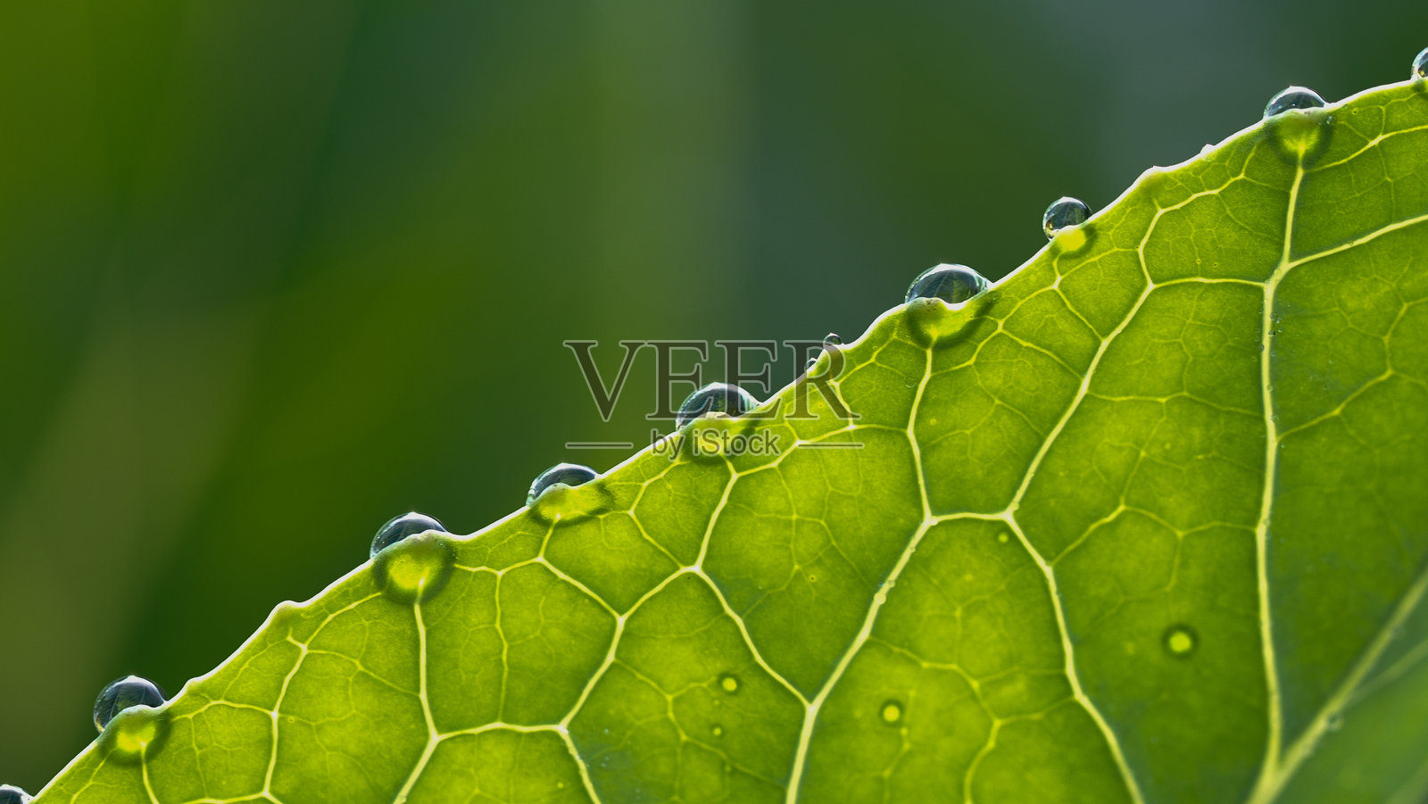 甘蓝叶上的水滴照片摄影图片