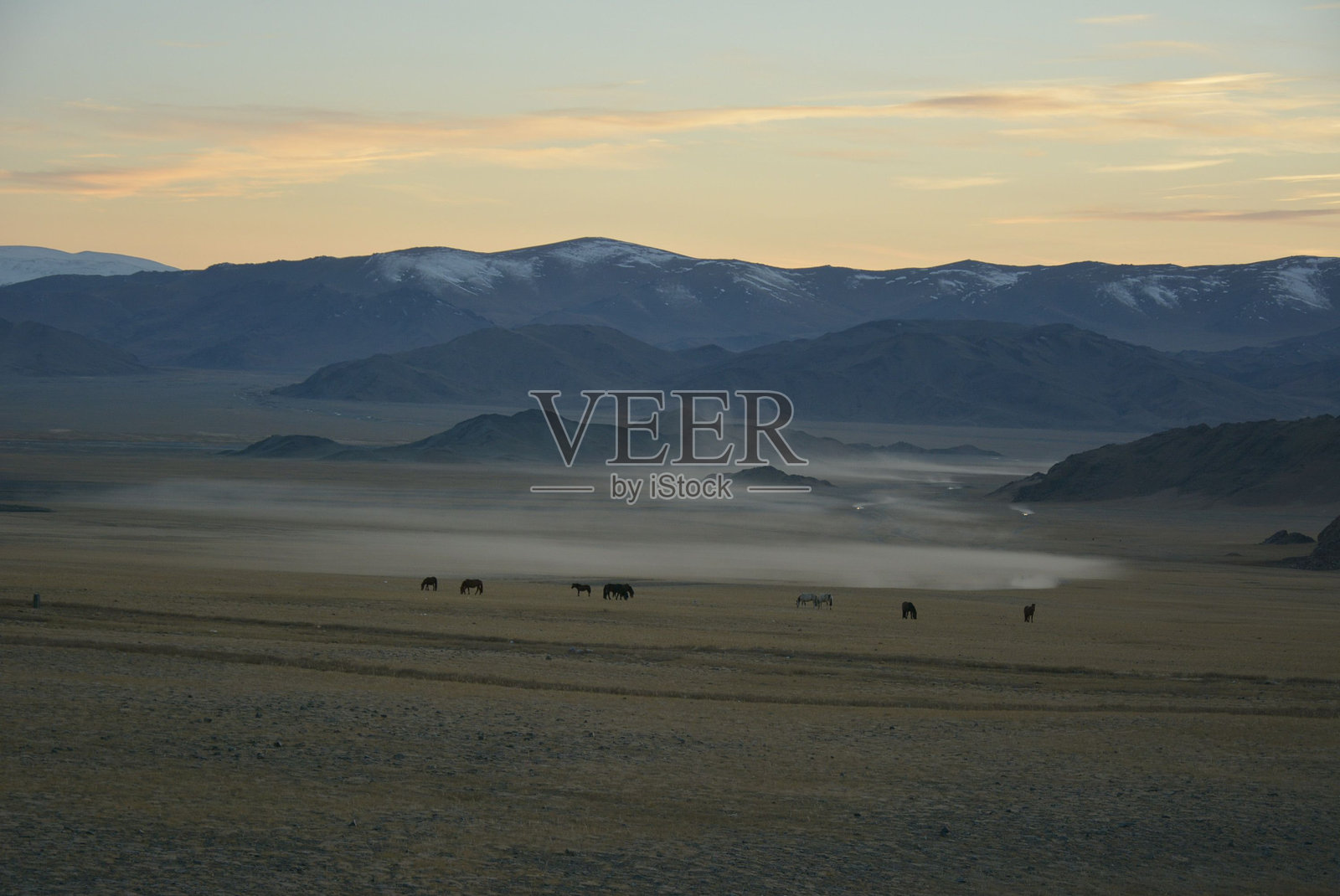 蒙古草原上的蒙古马和牦牛照片摄影图片