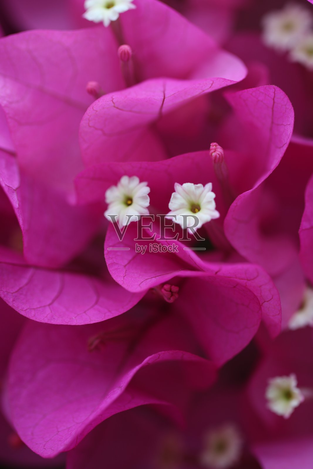 花卉特征，三角梅，显著，玫瑰照片摄影图片