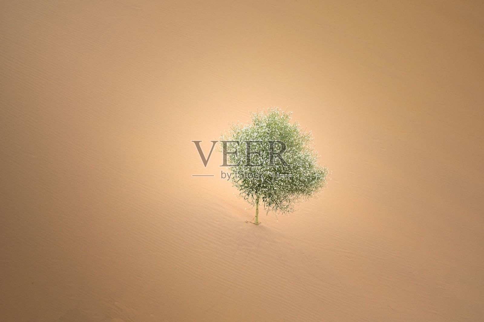 沙漠中的韧性：孤独的树照片摄影图片