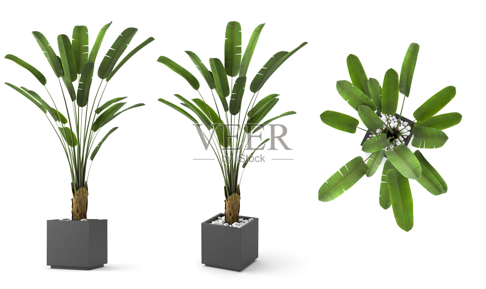 3D渲染植物盆栽照片摄影图片