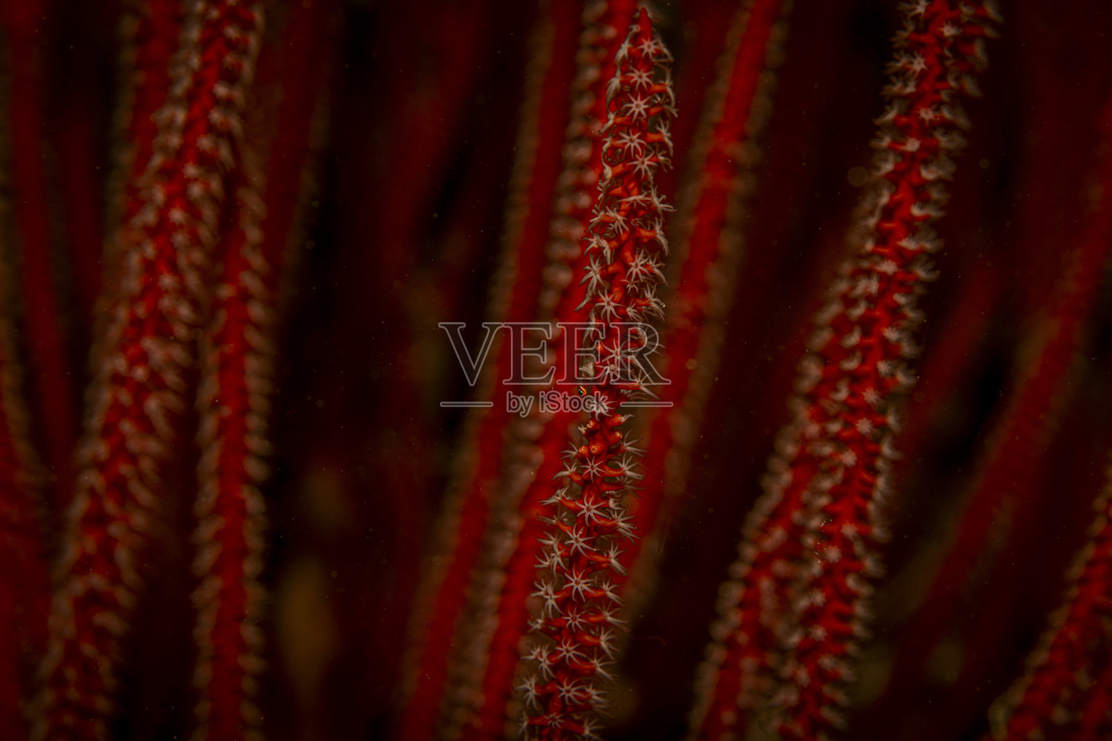 美丽的珊瑚，马布尔，马来西亚照片摄影图片