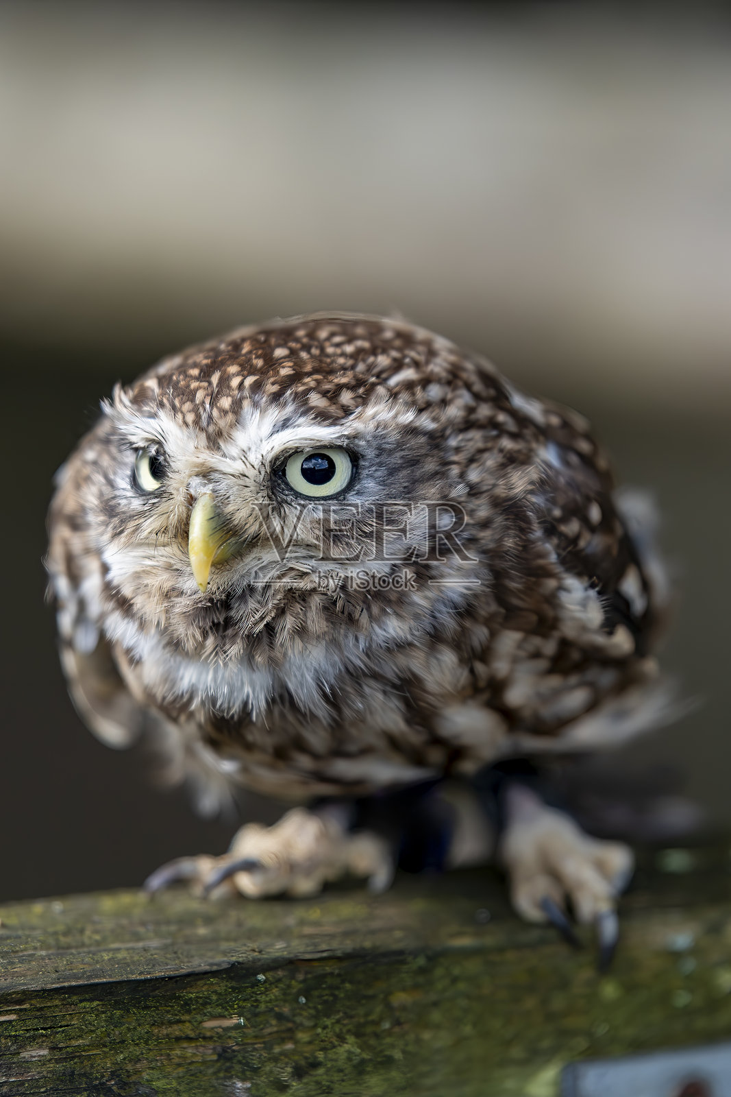 小猫头鹰栖息照片摄影图片