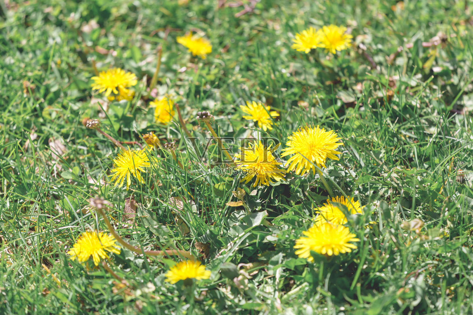 草地上的黄色蒲公英花朵自然背景照片摄影图片