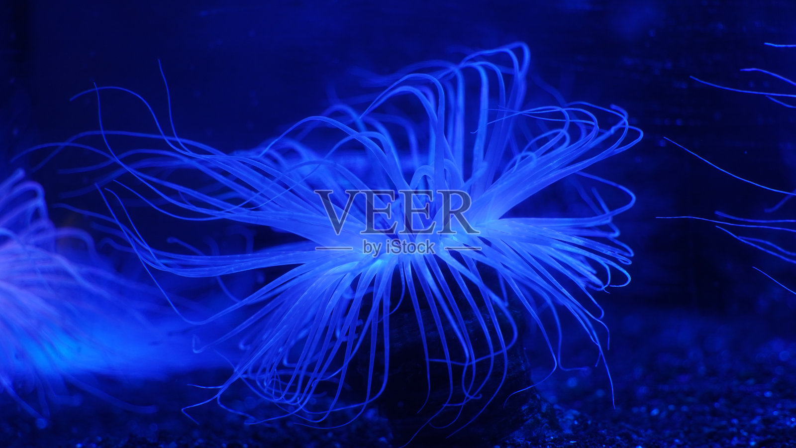 鲜艳蓝色海葵的特写镜头照片摄影图片