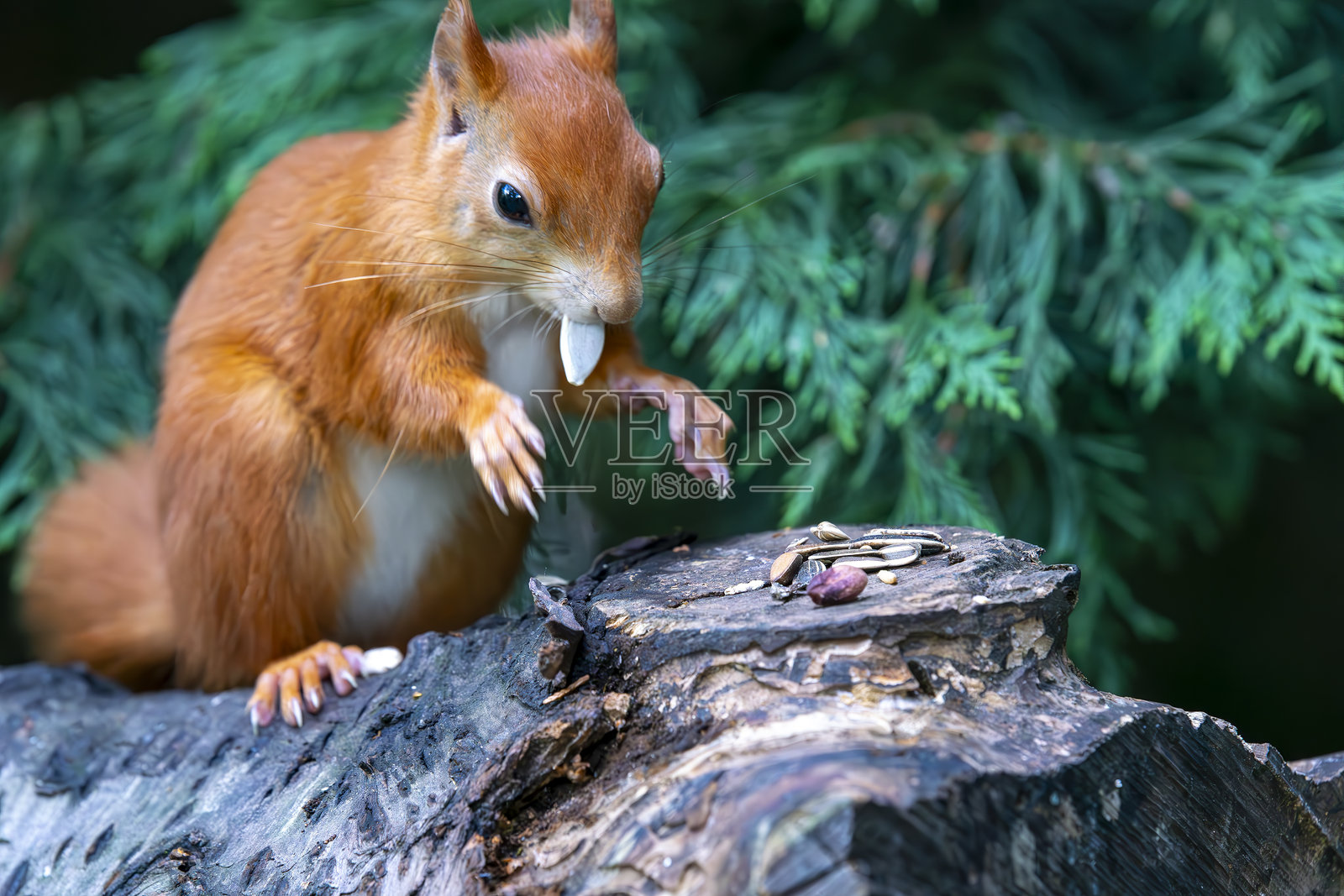 红松鼠照片摄影图片