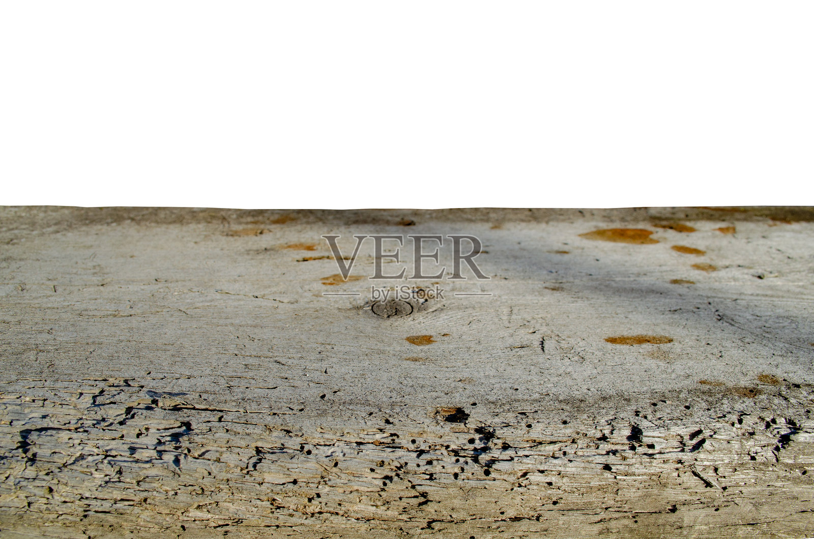 被树皮甲虫侵蚀的老树，孤立在白色背景上照片摄影图片