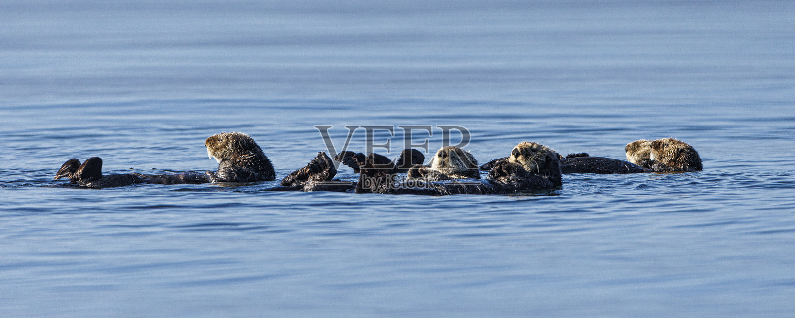 温哥华岛 2024照片摄影图片