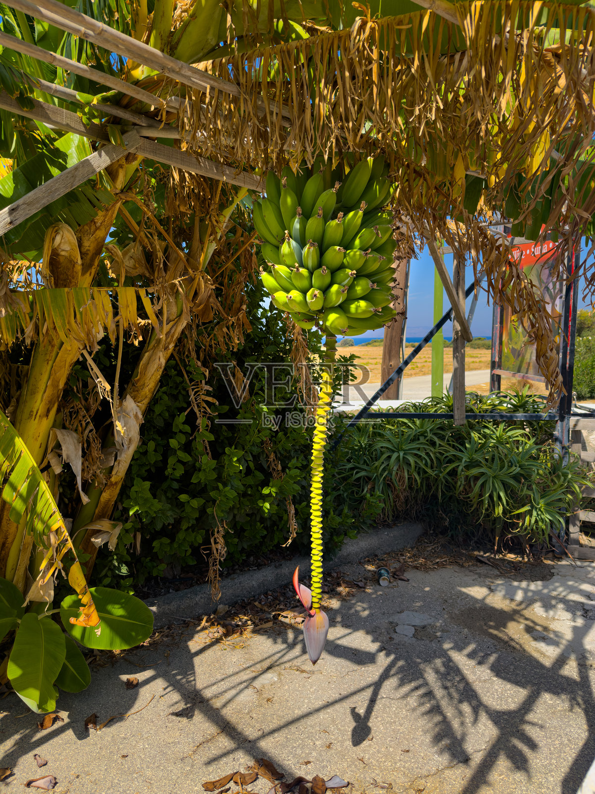 阳光明媚的海滩旁，遮阳结构下悬挂着一串独特的香蕉，周围是热带植物。照片摄影图片