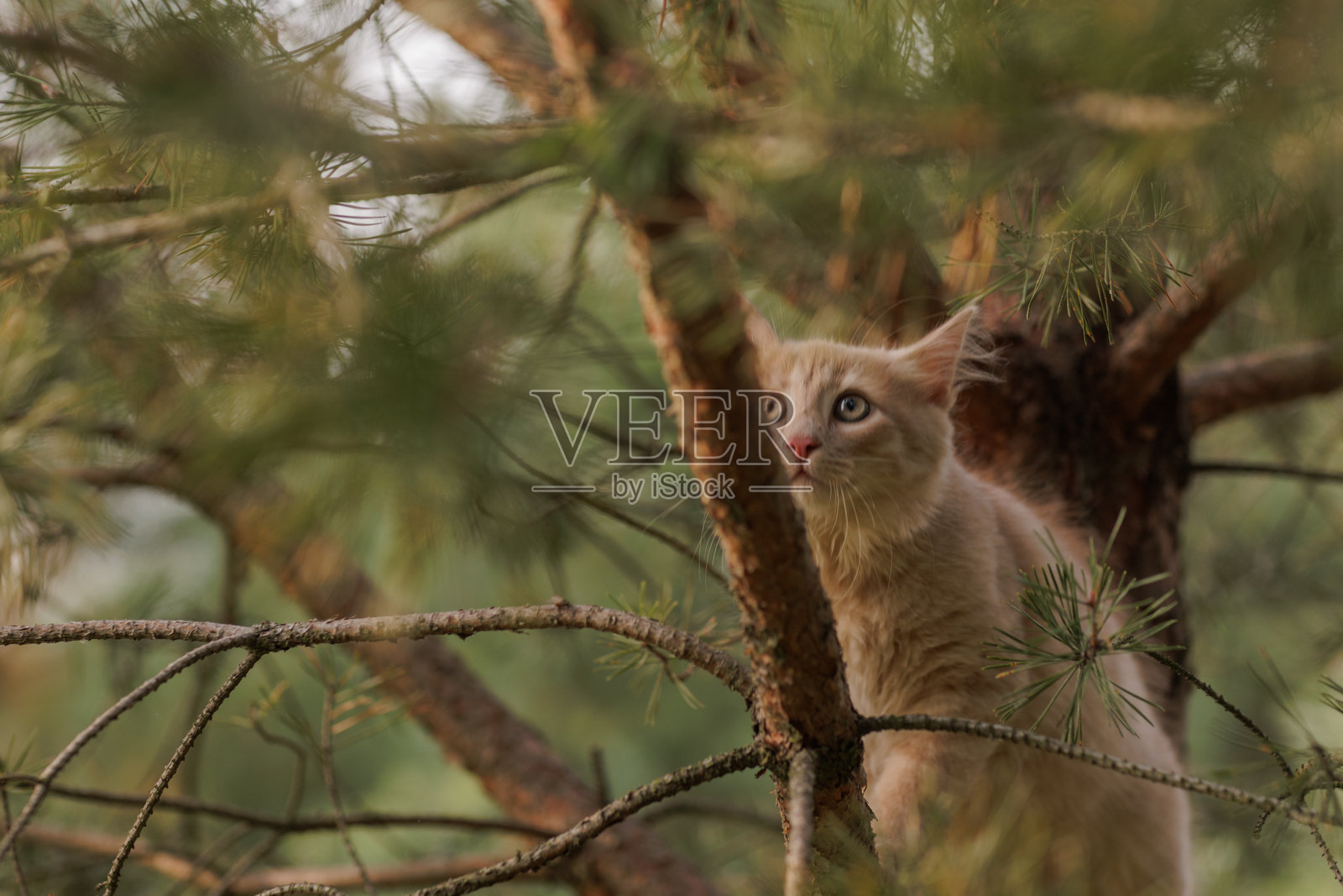 一只好奇而毛茸茸的姜黄色小猫在户外探索，正在爬松树。照片摄影图片