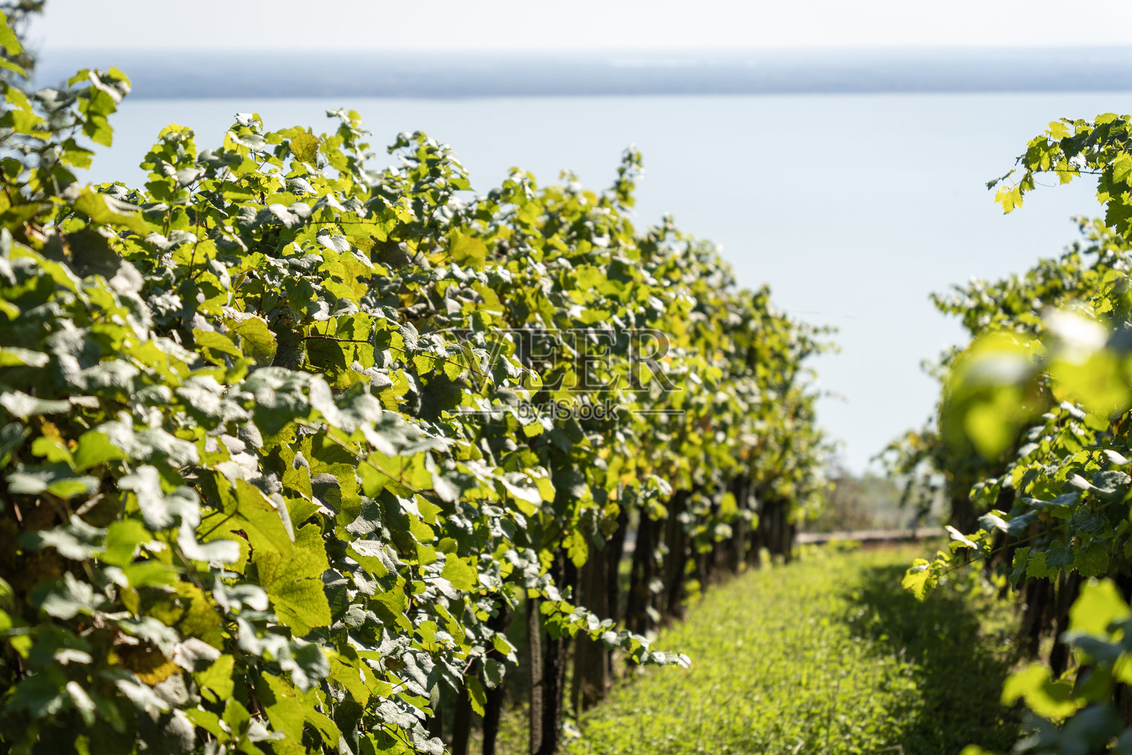 葡萄园里绿意盎然的葡萄藤，远处可见一片蓝色湖泊照片摄影图片