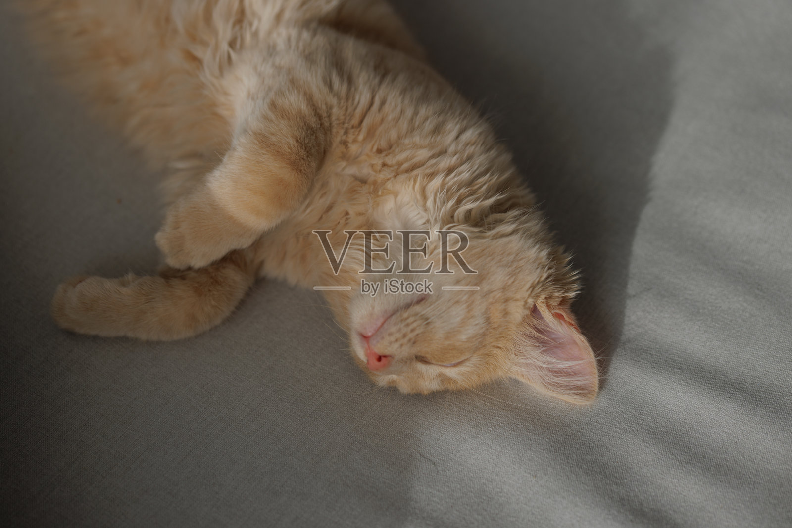 4个月大的迷人而有魅力的姜黄色小猫躺在沙发上睡觉。家养动物概念。照片摄影图片