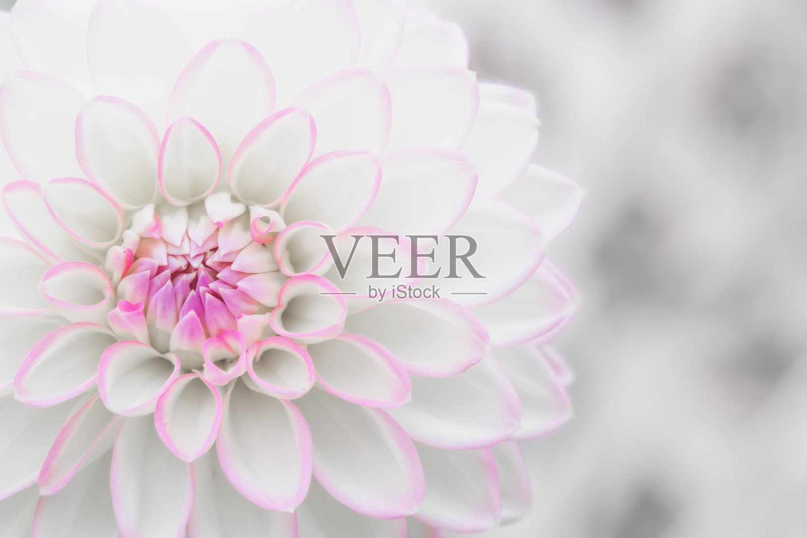 粉白色大丽花紧密花瓣的特写镜头照片摄影图片